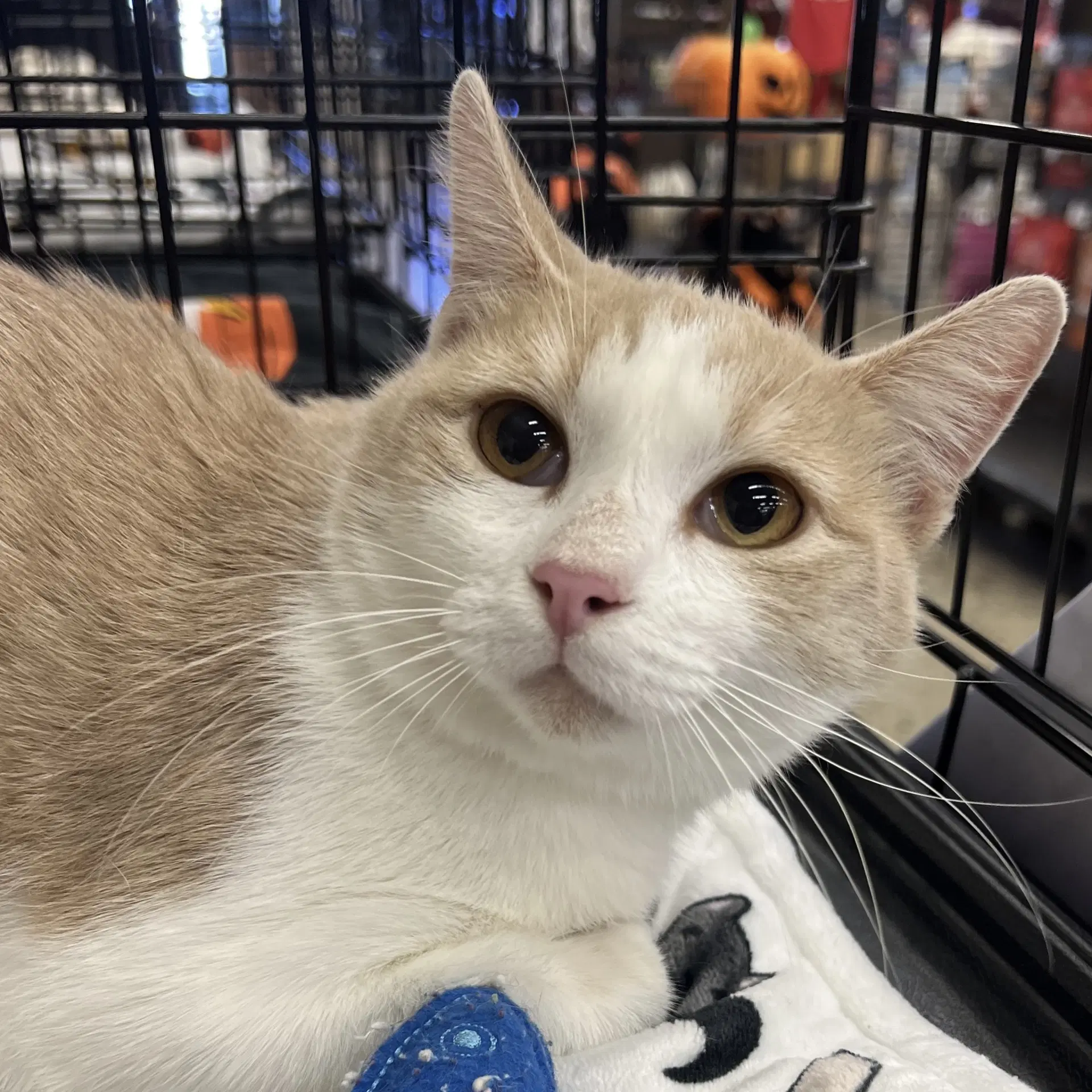 Champ - Domestic Short Hair