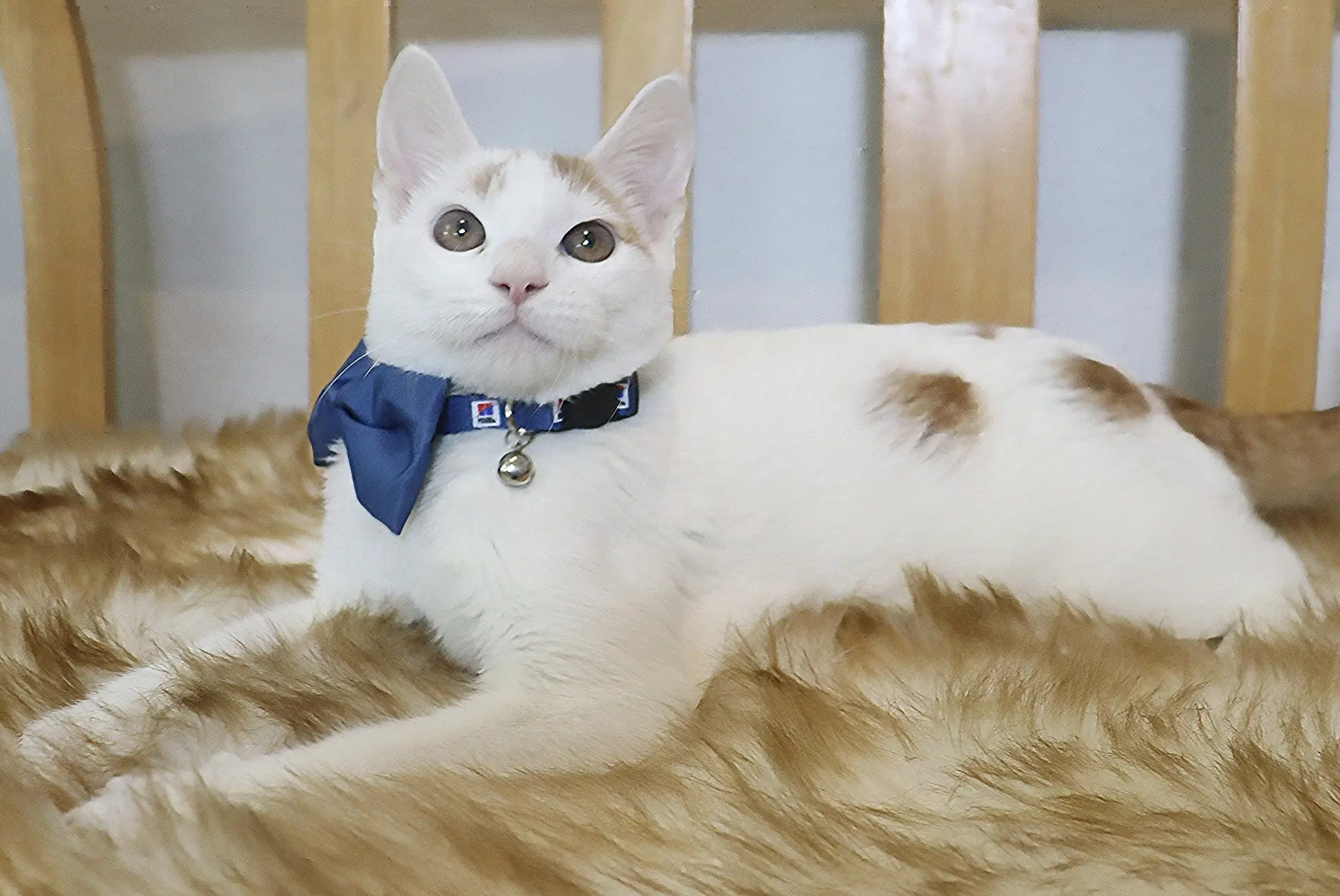 Gummy Bear - Domestic Short Hair