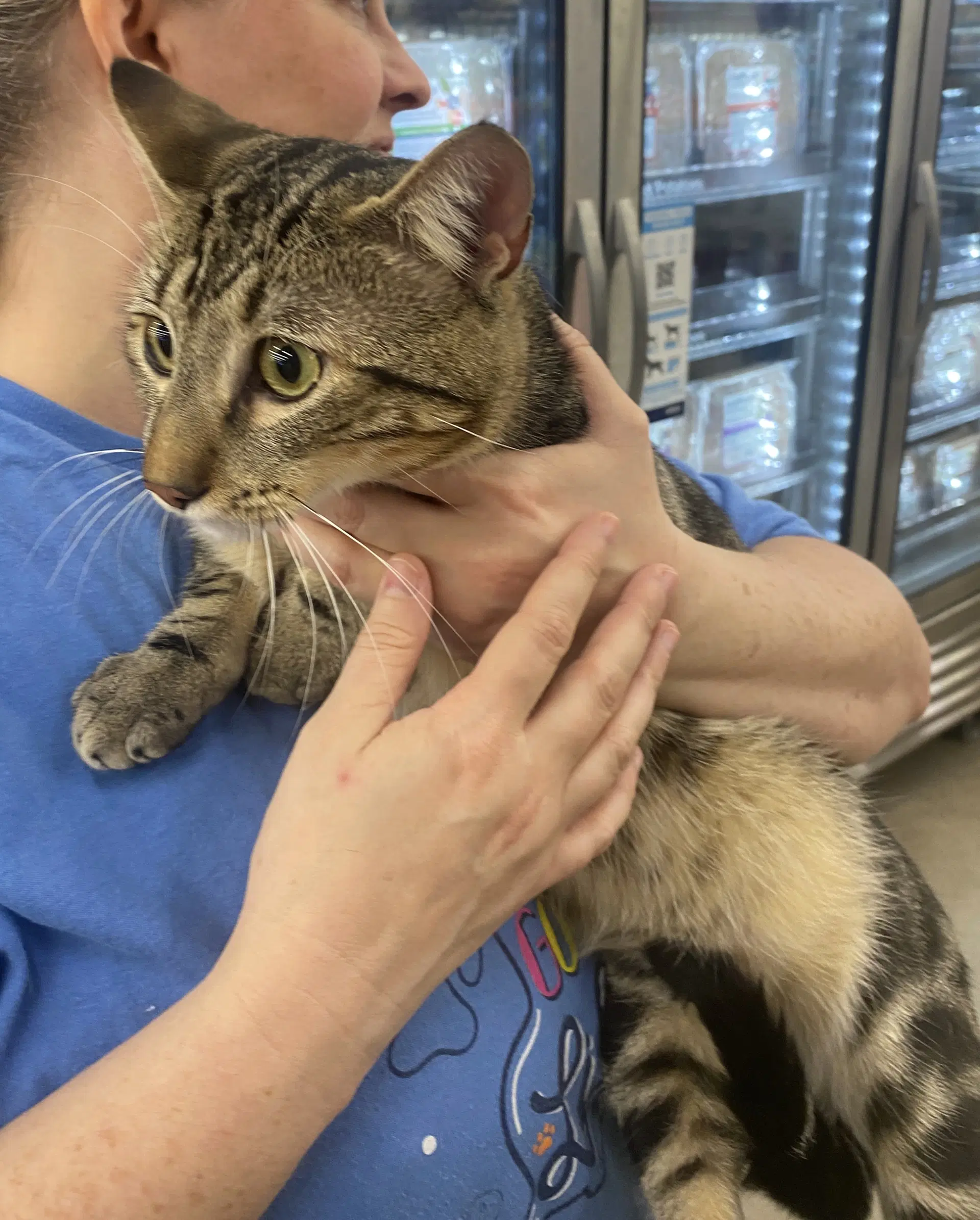 Winston - Domestic Short Hair