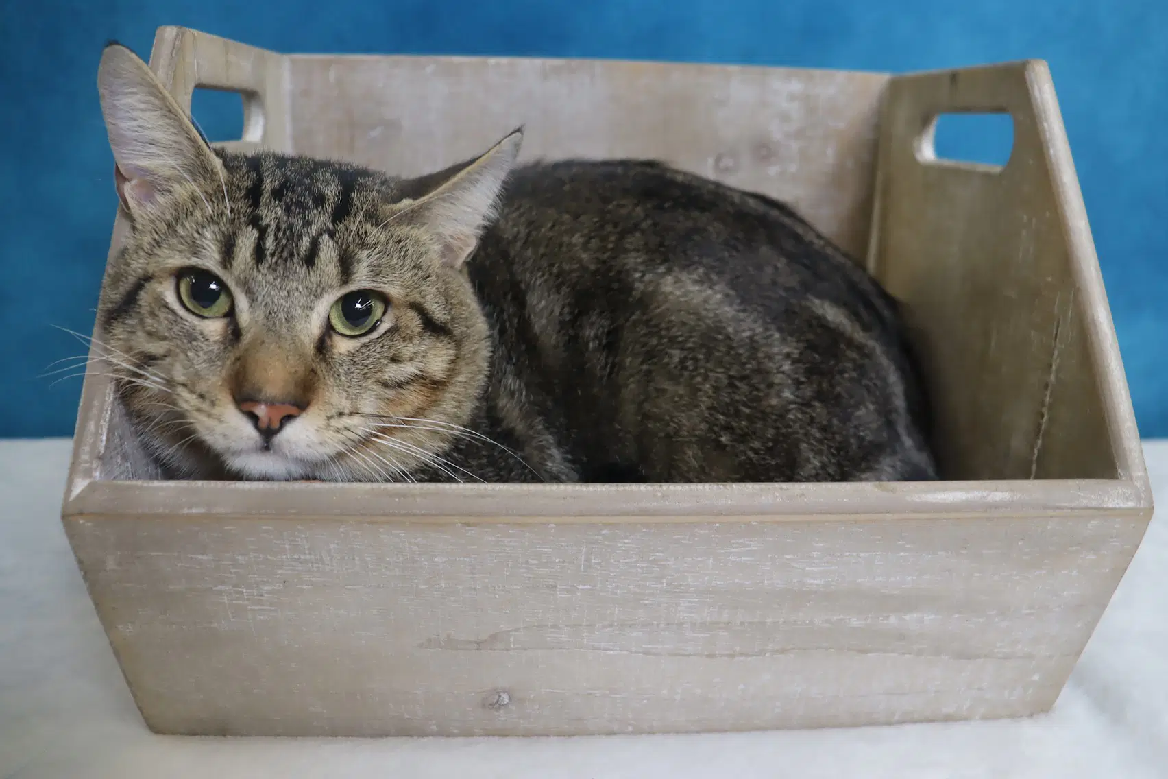 Winston - Domestic Short Hair