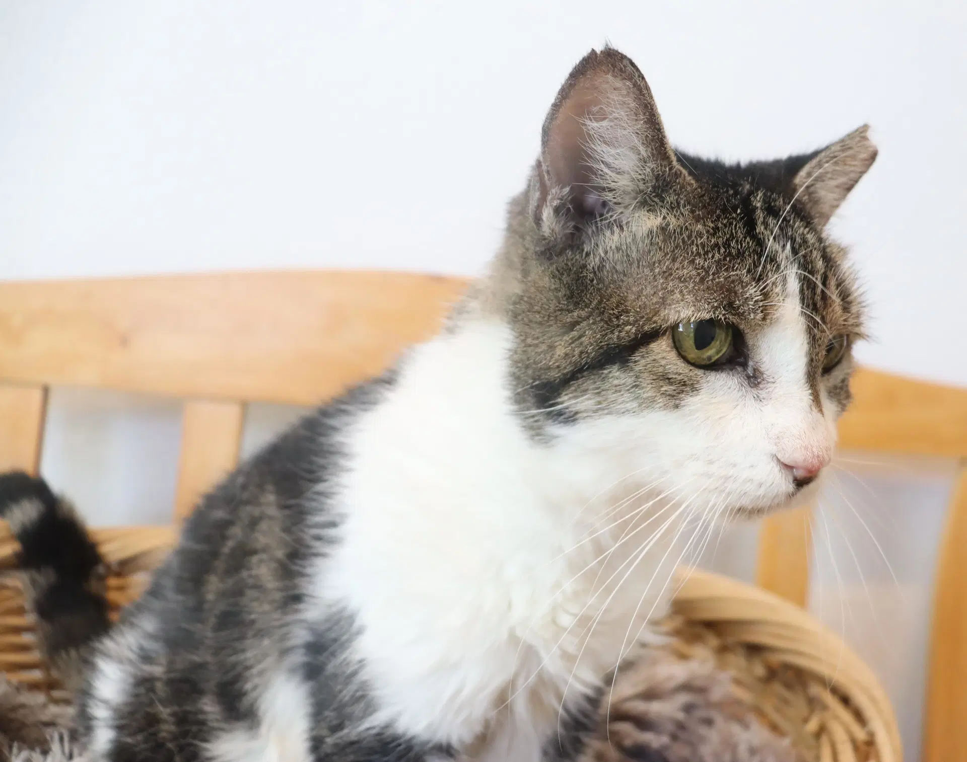 Elton - Domestic Short Hair