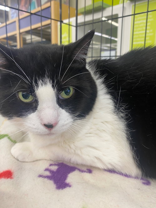 Oreo, Domestic Short Hair, cat for adoption in Friendswood, Texas