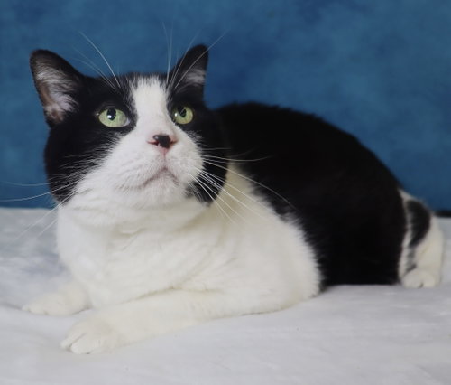 Oreo, an adoptable Domestic Short Hair in League City, TX