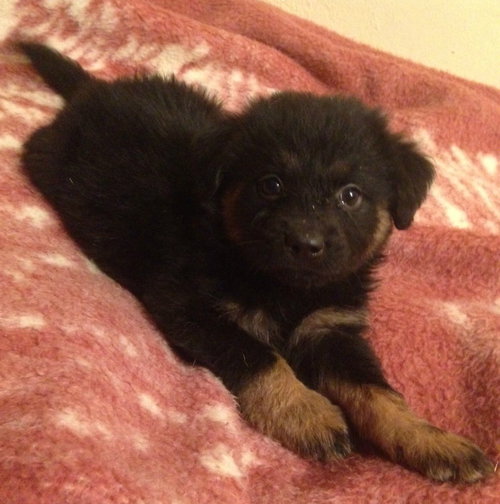 Rolo