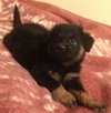 Rolo