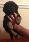 Rolo
