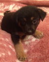 Penelope