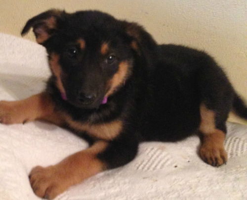 Evita