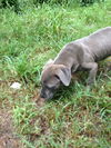 Sylvia
