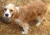 Daisy - NEEDS SPONSOR FOR HEARTWORM TREATMENT!