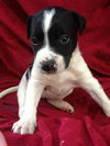 Lolabelle