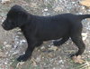 Linley