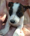 Darcie