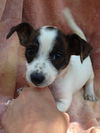 Darcie