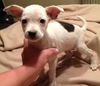 Arlo