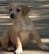 Lily