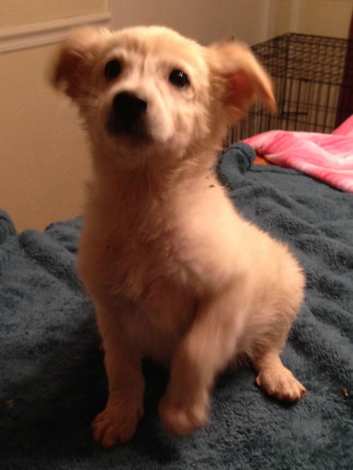 Arlo