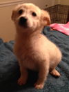 Arlo