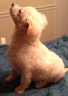 Arlo
