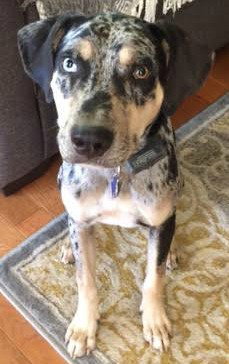 Rosco