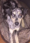 Rosco