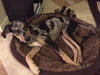 Rosco
