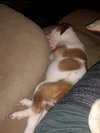 Rosie