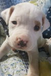 Dewayne