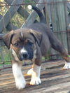 Ryker
