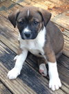 Ryker