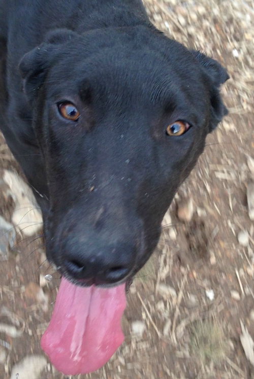 Harper