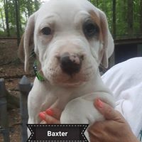 Baxter