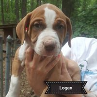 Logan