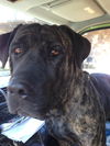 Diesel
