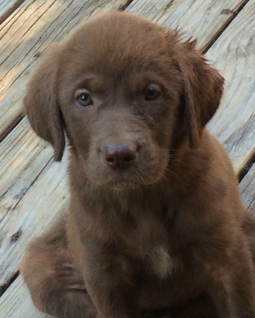Nova