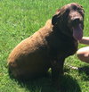 Buddy