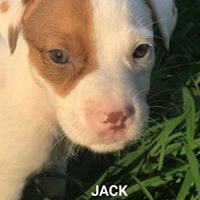 Jack