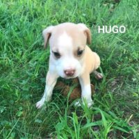 Hugo