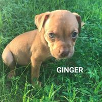 Ginger