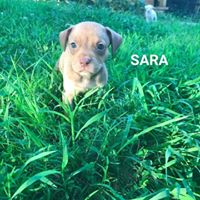 Sara