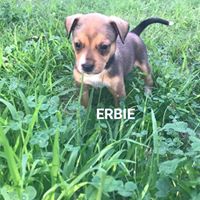 Erbie