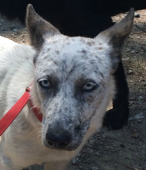 Shasta