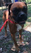 Sam - Need sponsor for Heartworm Treatment