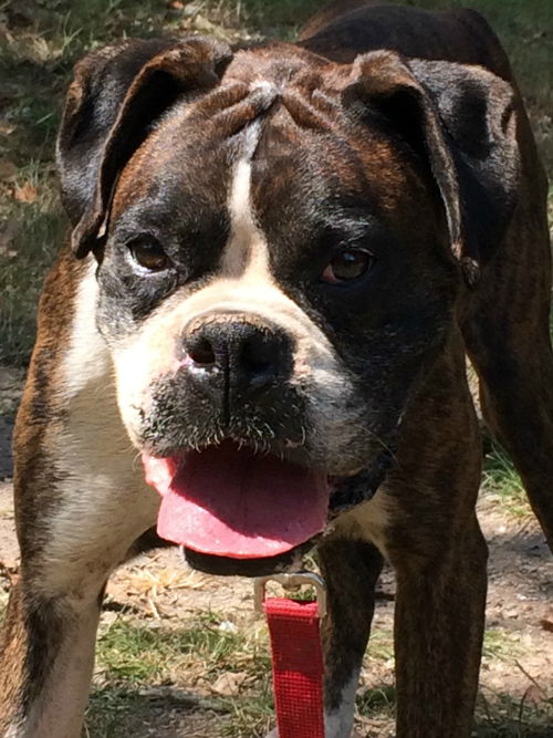 Sarge