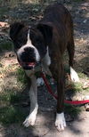 Sarge
