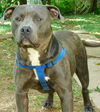 Indigo- EXTREMELY URGENT!!