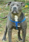 Indigo- EXTREMELY URGENT!!