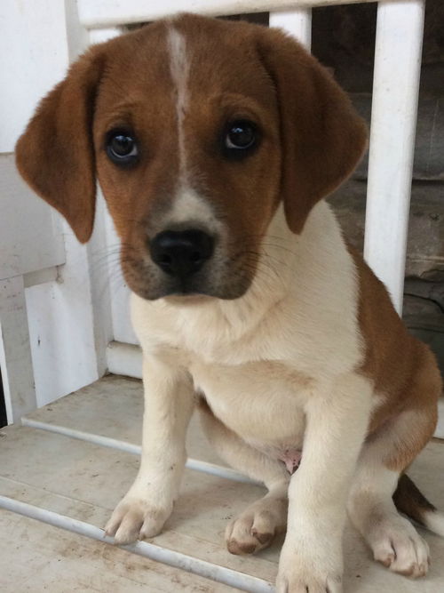 Levi