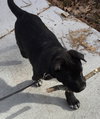 Rollo