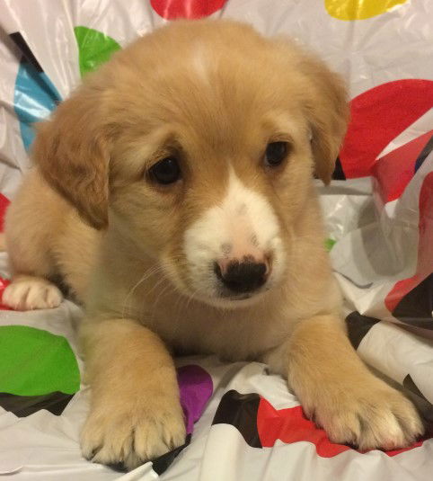 Nugget